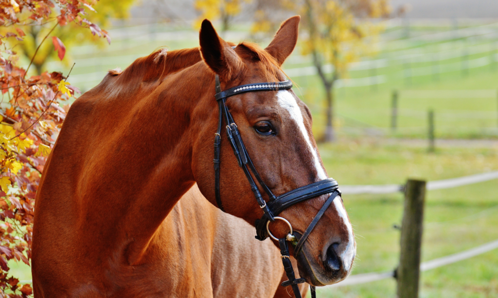 beautiful red horse in the fall 