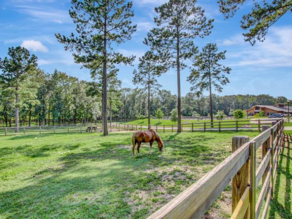 Home 2 horse eating grass