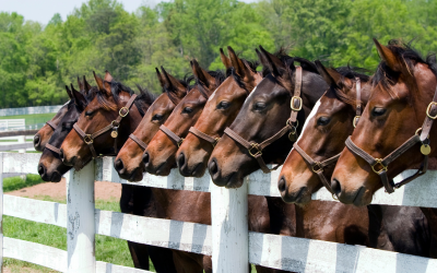 herd of horses 