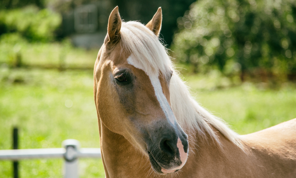 tan horse 