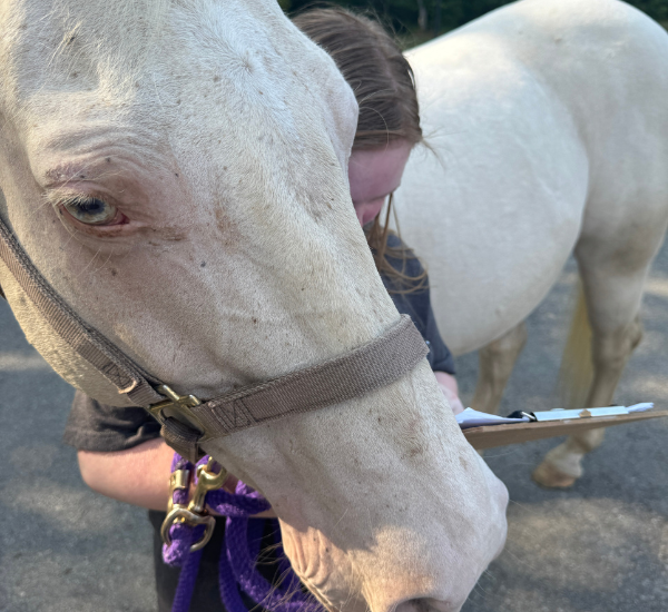 child with a horse