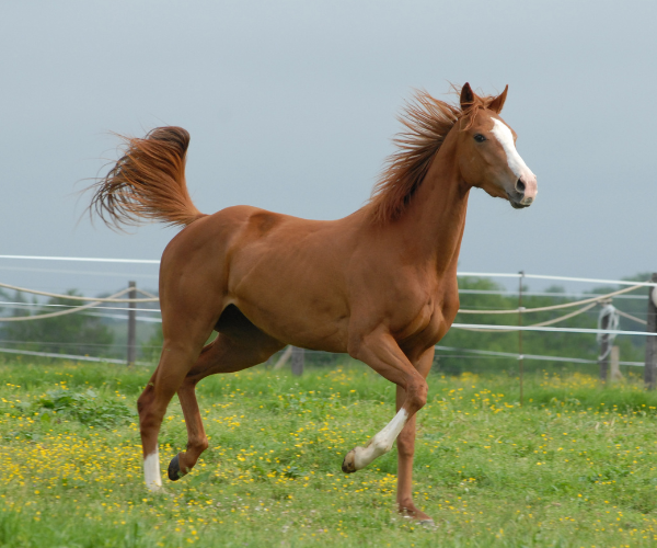 horse running