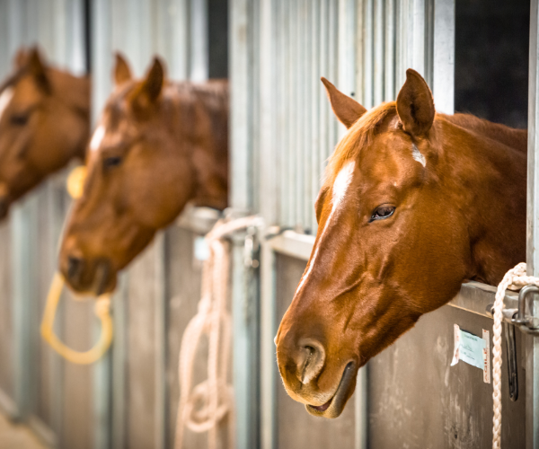 Horses in stables 