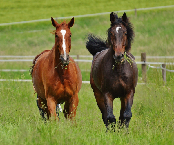 horses running in a field 